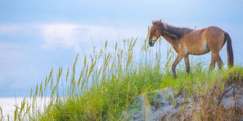 Corolla, NC Wild Horses - Corolla Vacation Rentals