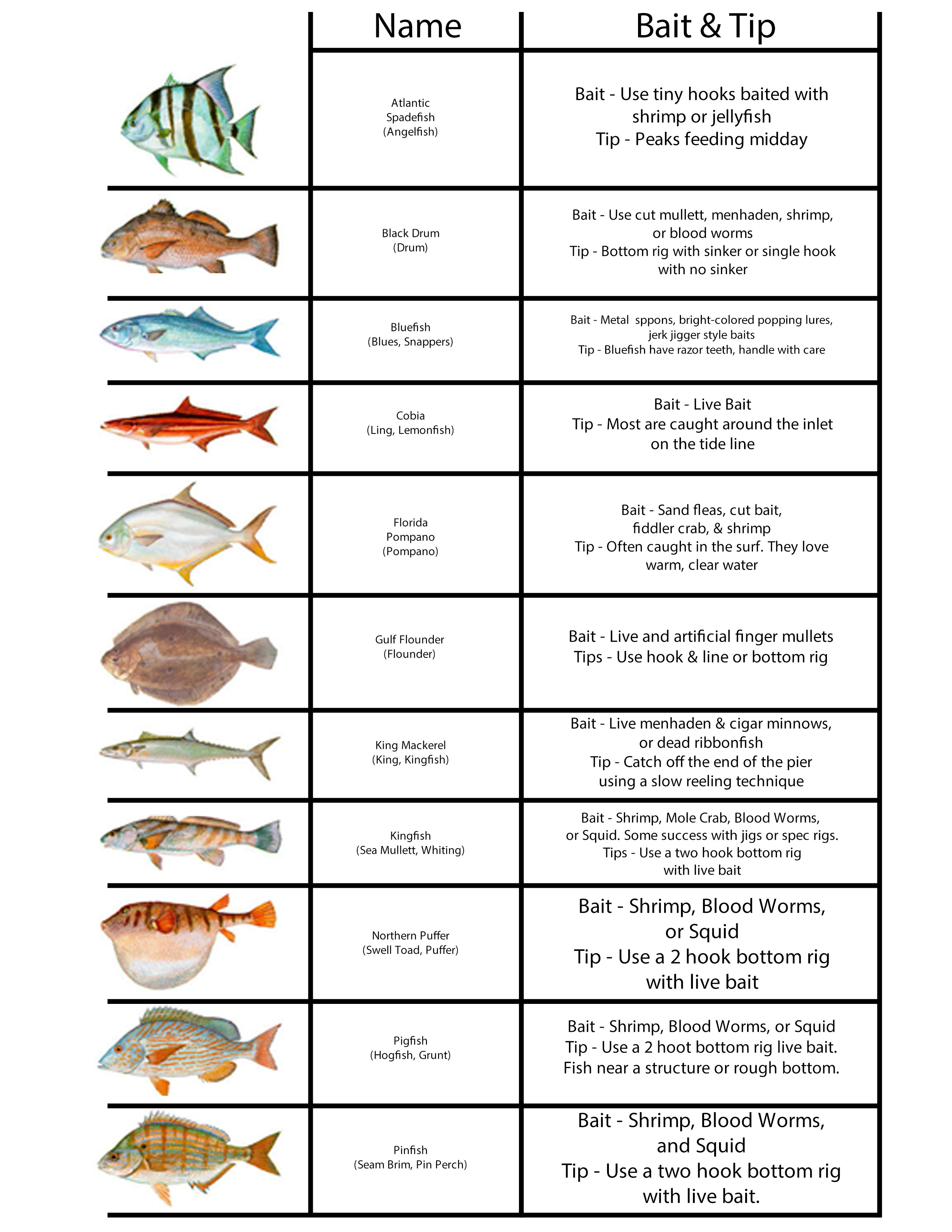 GREAT Tips for Catching Fish Using Shrimp