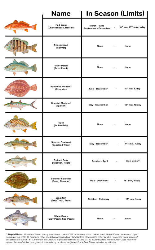 Outer Banks Fish Identification Chart