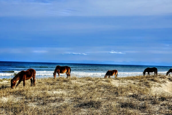 Wild Horses of Corolla, NC